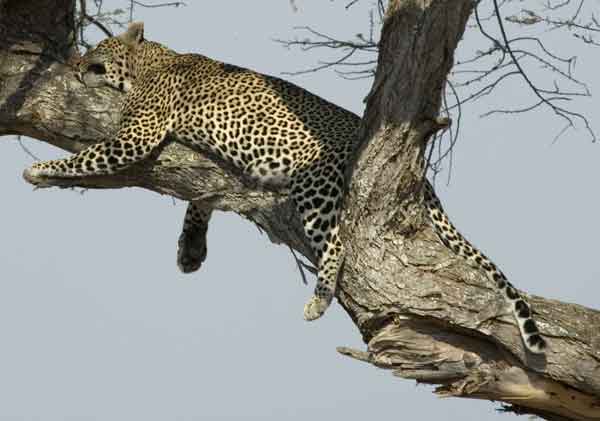 04 - Tanzania - Leopardo - parque nacional de  Tarangire